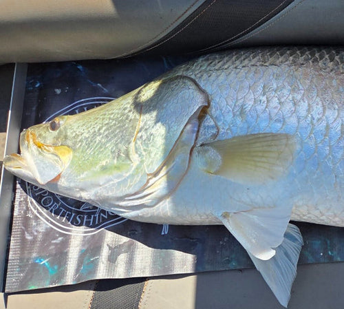 A freshly caught fish lying on a blue and white measuring board inside a boat or trailer.