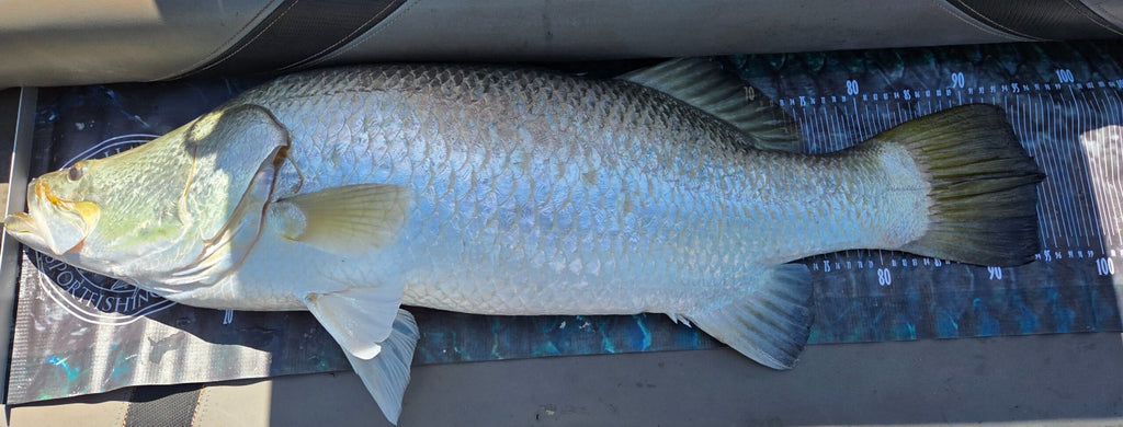 A freshly caught fish lying on a blue and white measuring board inside a boat or trailer.